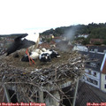 05_40-nest.jpg
