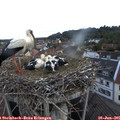 05_45-nest.jpg