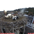 05_50-nest.jpg