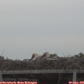05_55-mast.jpg