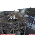 06_00-nest.jpg