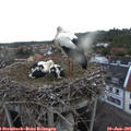 06_05-nest.jpg