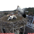 06_15-nest.jpg