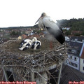 06_20-nest.jpg