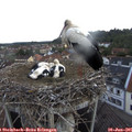 06_25-nest.jpg