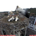 06_30-nest.jpg
