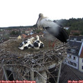 06_35-nest.jpg