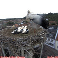 06_40-nest.jpg