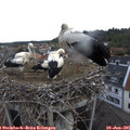 06_45-nest.jpg