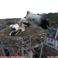 06_50-nest.jpg