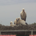 06_55-mast.jpg
