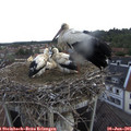 06_55-nest.jpg