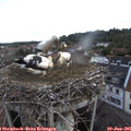 07_00-nest.jpg