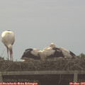 07_05-mast.jpg