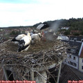 07_05-nest.jpg