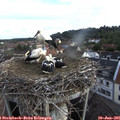 07_10-nest.jpg