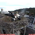 07_15-nest.jpg