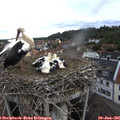 07_35-nest.jpg