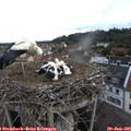 07_40-nest.jpg