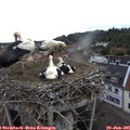 07_45-nest.jpg