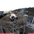 07_50-nest.jpg