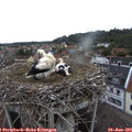 07_55-nest.jpg