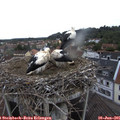 08_00-nest.jpg
