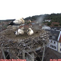 08_05-nest.jpg