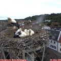 08_10-nest.jpg