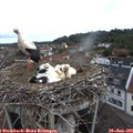 08_15-nest.jpg