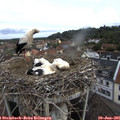 08_20-nest.jpg