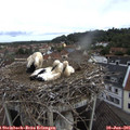 08_25-nest.jpg