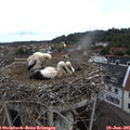 08_30-nest.jpg