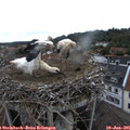 08_35-nest.jpg