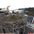 08_40-nest.jpg
