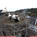 08_45-nest.jpg