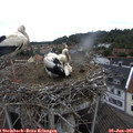 08_50-nest.jpg