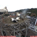 08_55-nest.jpg