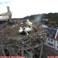 09_00-nest.jpg