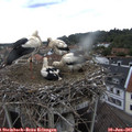 09_05-nest.jpg