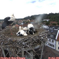 09_10-nest.jpg