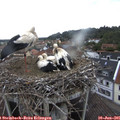 09_15-nest.jpg