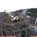 09_20-nest.jpg