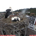 09_25-nest.jpg