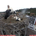 09_30-nest.jpg