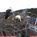 09_35-nest.jpg
