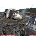 09_40-nest.jpg