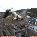 09_45-nest.jpg