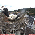 09_50-nest.jpg