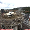 09_55-nest.jpg